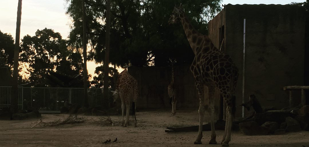 Sole-Motive-Sunset-Series Sole-Motive-Sunset-Series