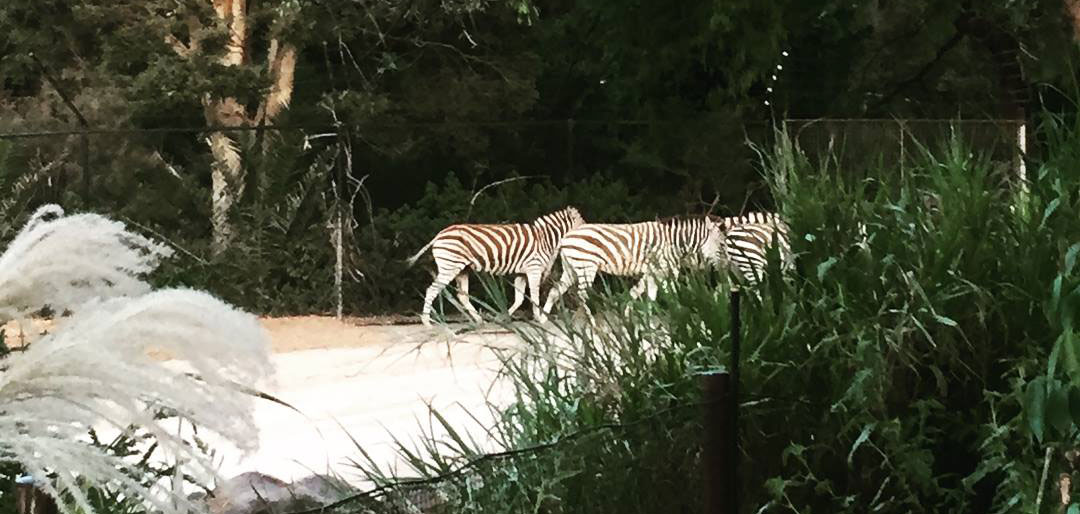 Sole-Motive-Sunset-Series Sole-Motive-Sunset-Series