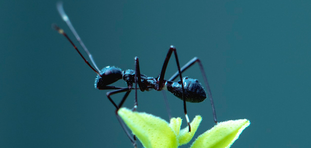 Do-Ants-Have-Muscles-(Sian-Cooper) Do-Ants-Have-Muscles-(Sian-Cooper)